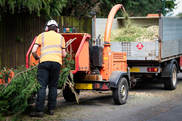 The Steps Involved in Our Tree Care Process in Georgetown, SC